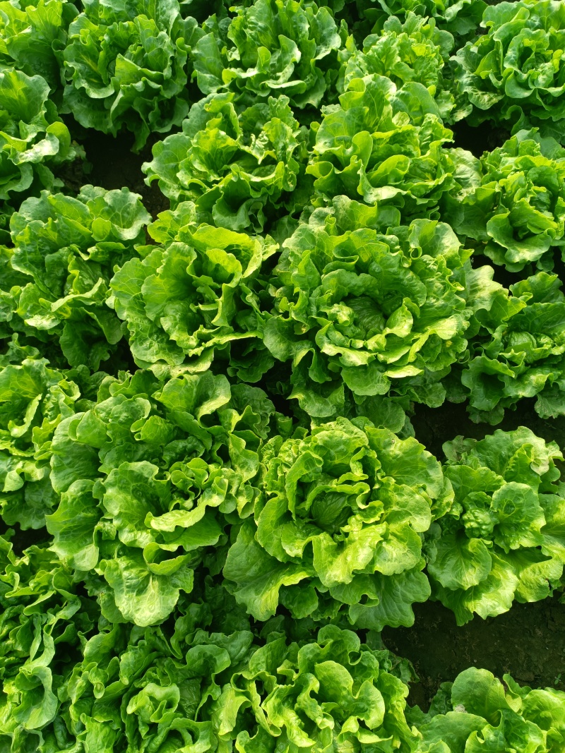 意大利生菜基地直发供应各大商超平台市场质量好