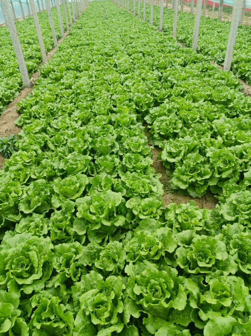 意大利生菜基地直发供应各大商超平台市场质量好