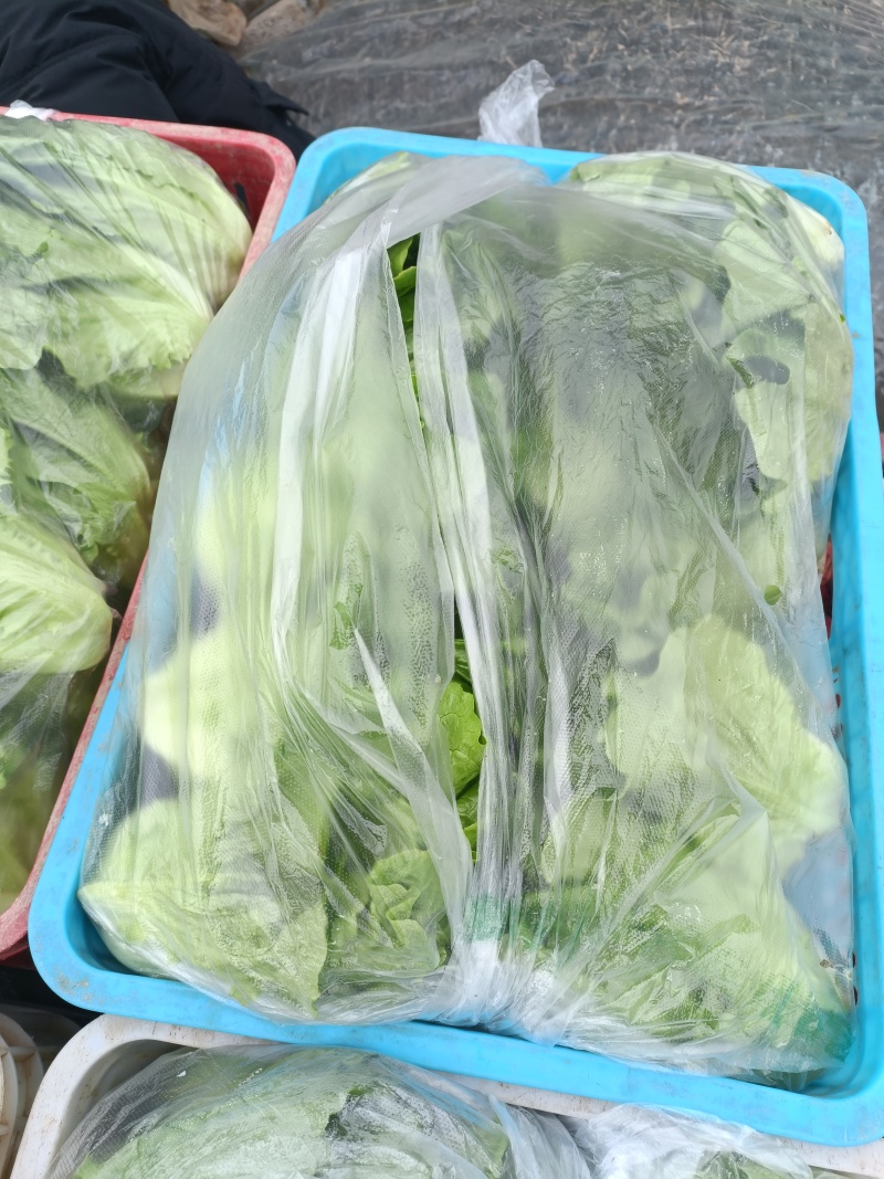 意大利生菜基地直发供应各大商超平台市场质量好