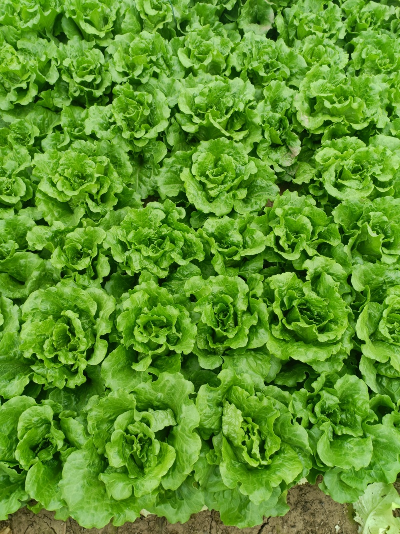 意大利生菜基地直发供应各大商超平台市场质量好