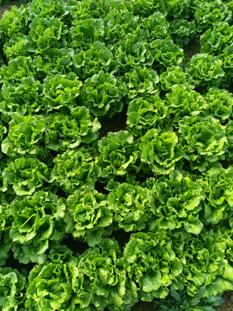 意大利生菜基地直发供应各大商超平台市场质量好