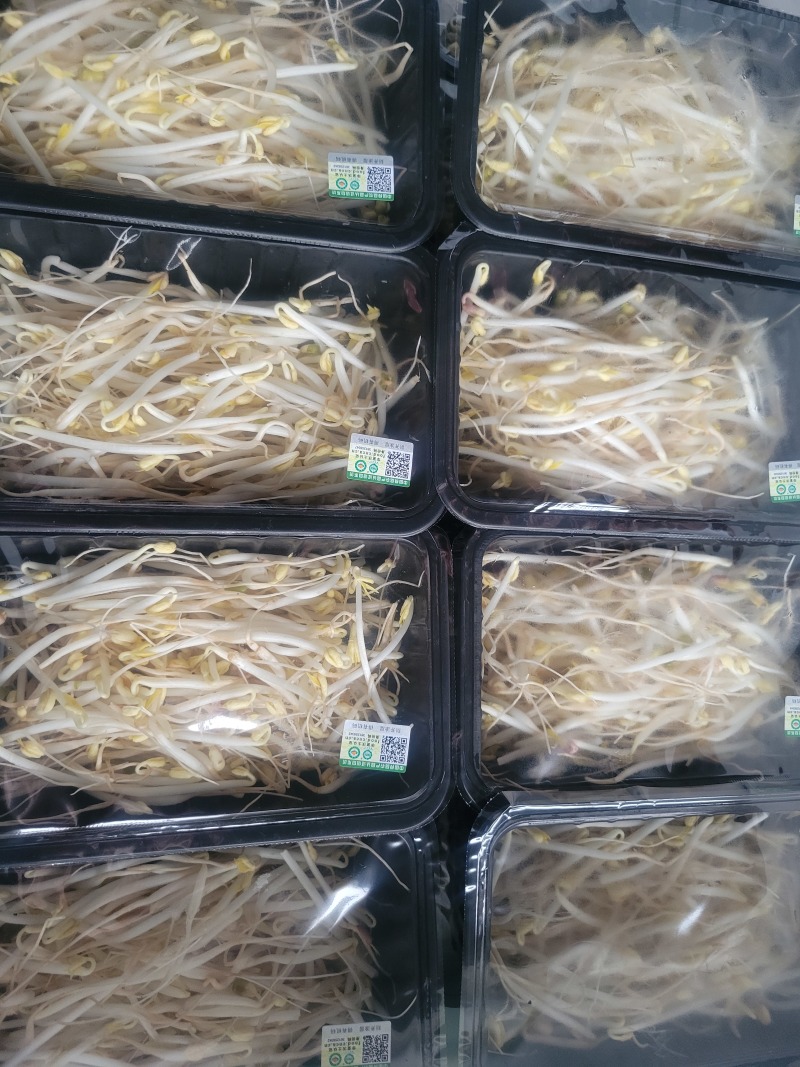 有机绿豆芽