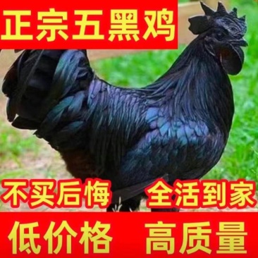 青脚麻鸡苗九斤红包防疫包运输包成活!