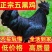 青脚麻鸡苗九斤红包防疫包运输包成活!