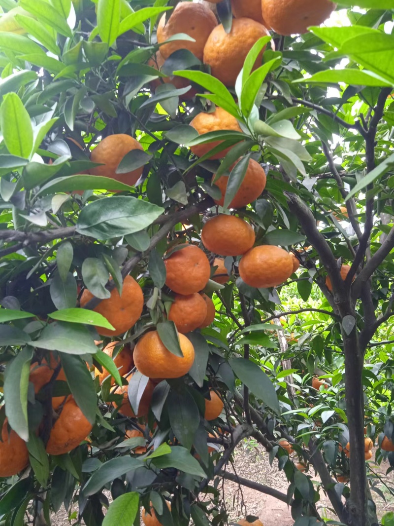 三月红，默科特甜度高水分足，果面一般
