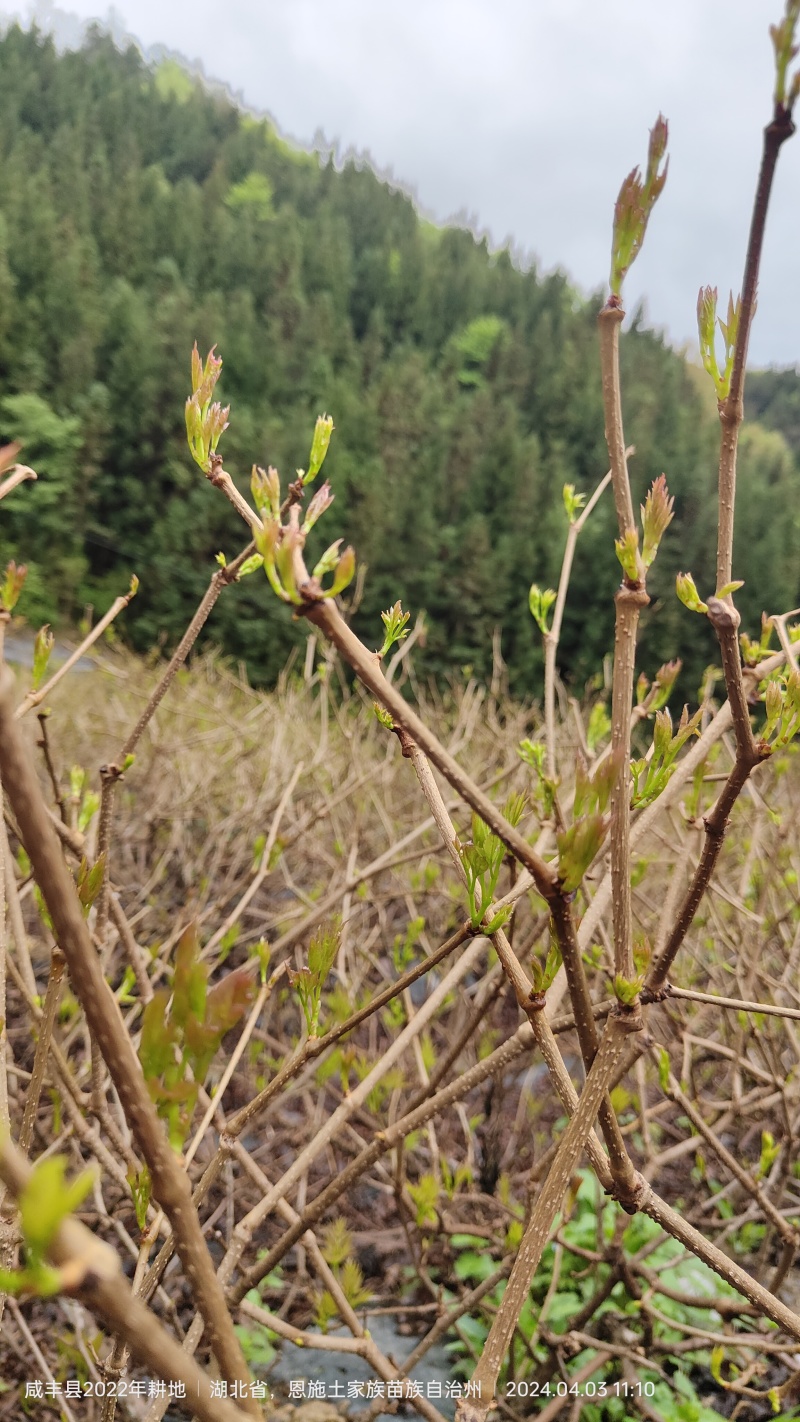 恩施高山藤茶