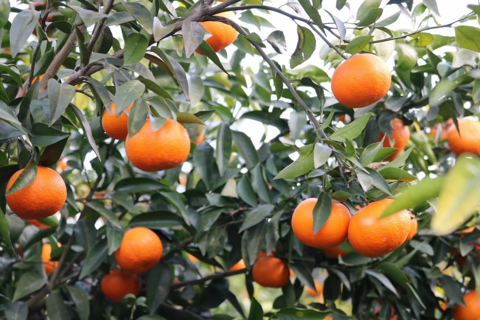 沃柑黄龙病症状图