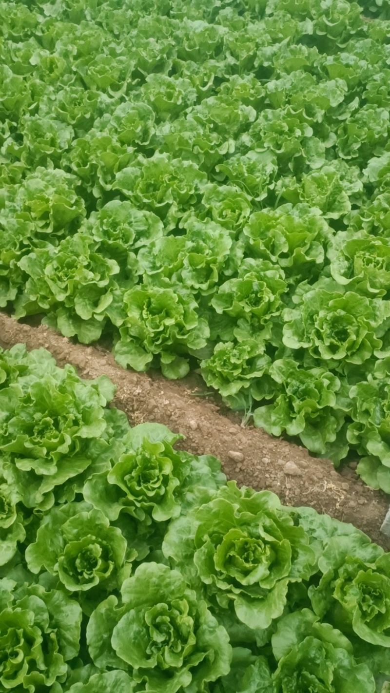 意大利生菜基地直发供应各大商超，平台，市场质优价廉欢迎合