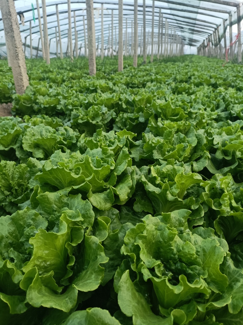 意大利生菜基地直发供应各大商超，平台，市场质优价廉欢迎合