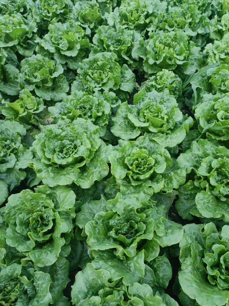 意大利生菜基地直发供应各大商超，平台，市场质优价廉欢迎合