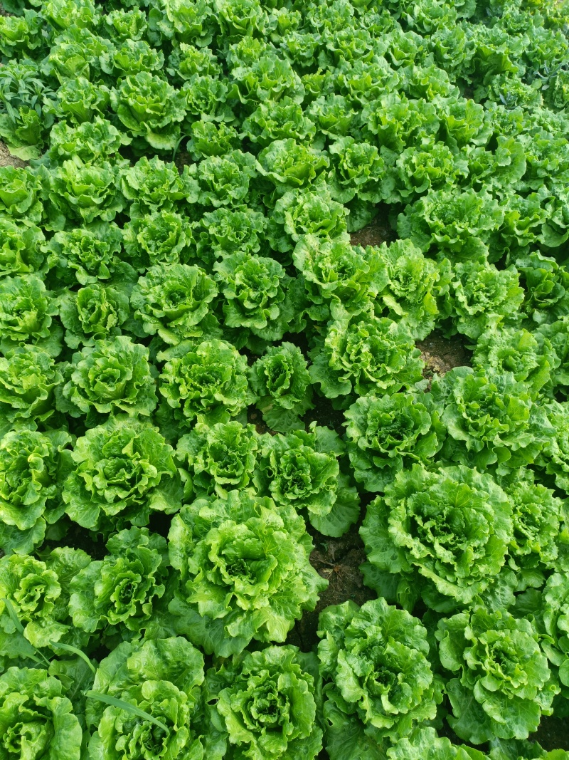意大利生菜基地直发供应各大商超，平台，市场质优价廉欢迎合