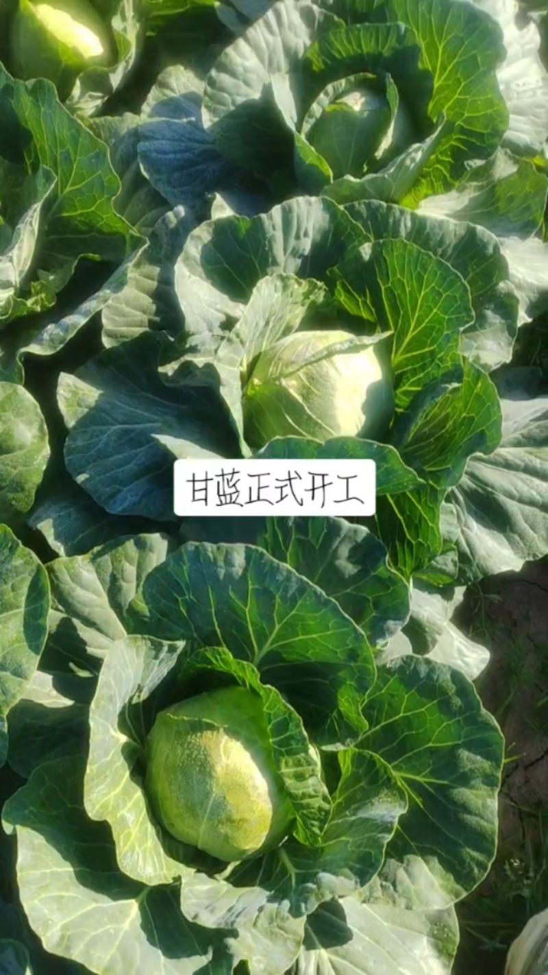 甘蓝包菜产地江苏南通启东价格优惠
