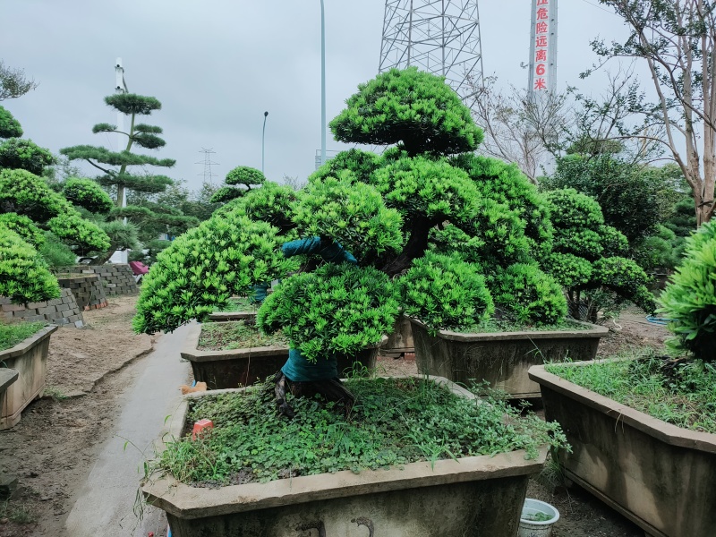 贵妇罗汉松盆景