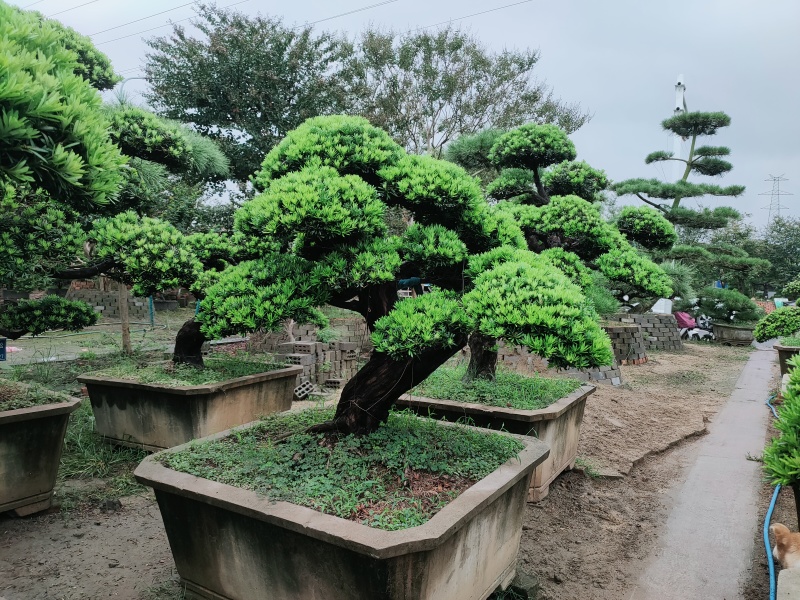 贵妇罗汉松盆景