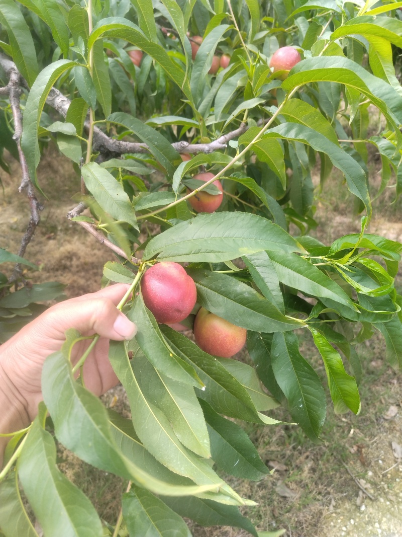 2024金蕾油桃即将上市了！