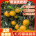 红柠檬头接新会柑苗陈皮柑