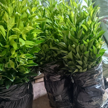 红柠檬头接新会柑苗陈皮柑