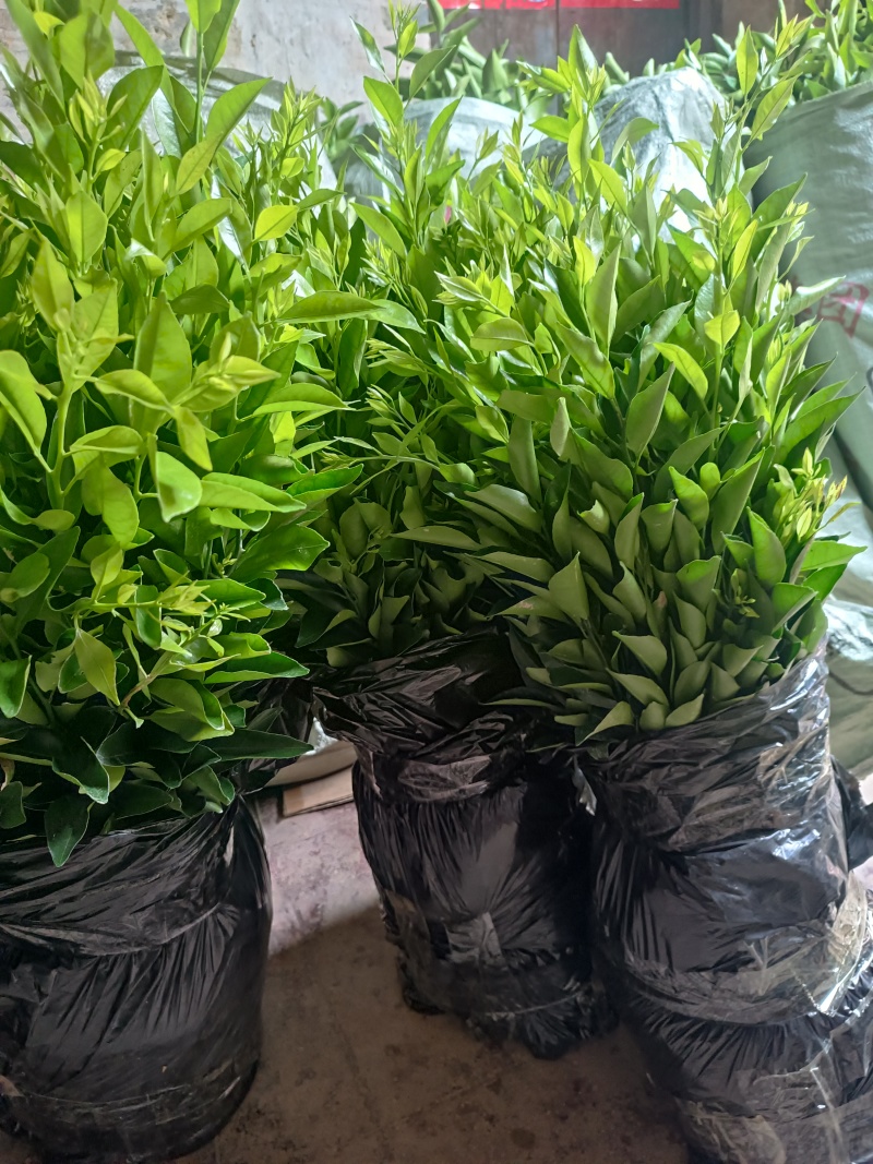 红柠檬头接新会柑苗陈皮柑