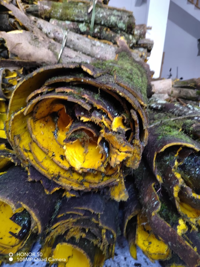 川黄柏皮，板皮黄柏皮
