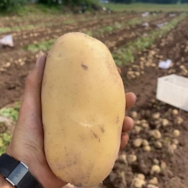 优质黄皮黄心土豆超市市场食堂货电商通货淀粉薯