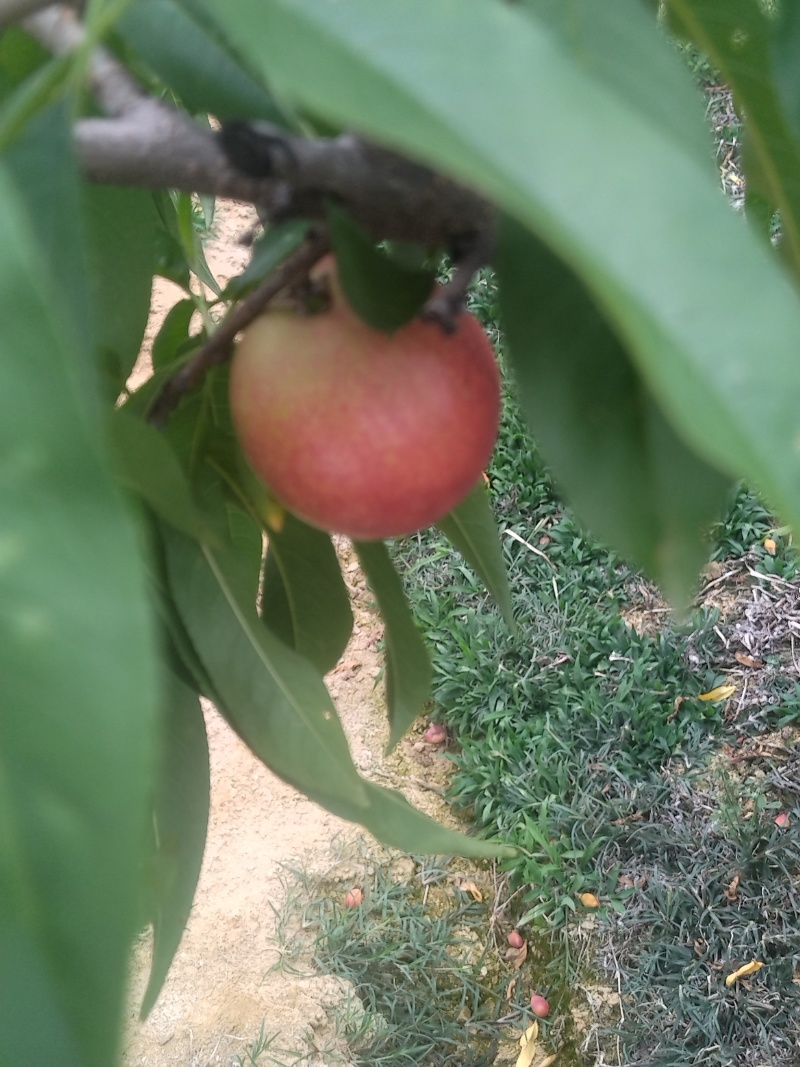 金蕾油桃即将大量上市