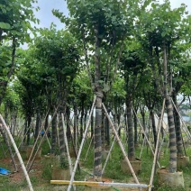 宫粉紫荆8-20分低价出售