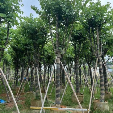 宫粉紫荆8-20分低价出售