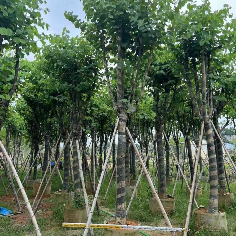 宫粉紫荆8-20分低价出售