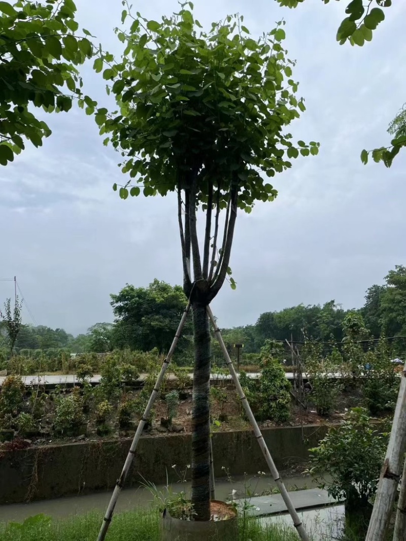 宫粉紫荆8-20分低价出售