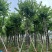 宫粉紫荆8-20分低价出售