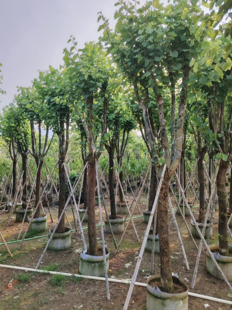 宫粉紫荆8-20分低价出售