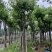 宫粉紫荆8-20分低价出售