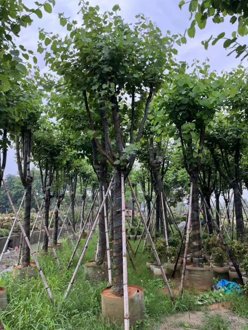 宫粉紫荆8-20分低价出售