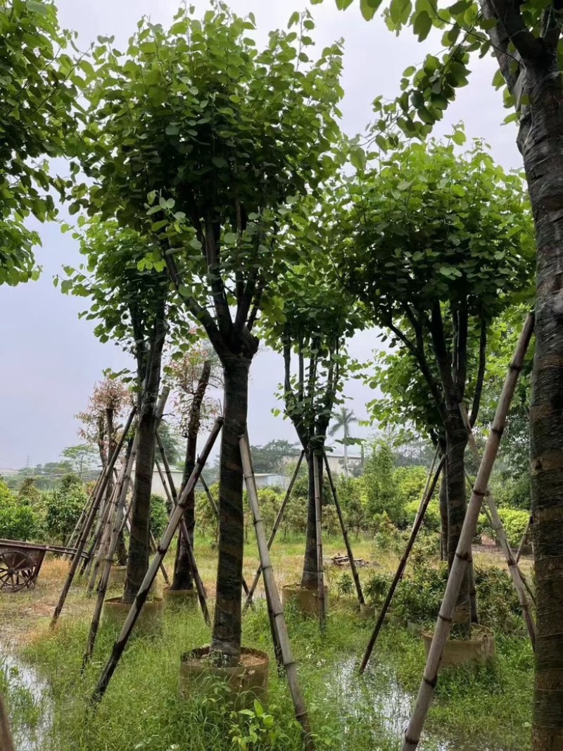宫粉紫荆8-20分低价出售