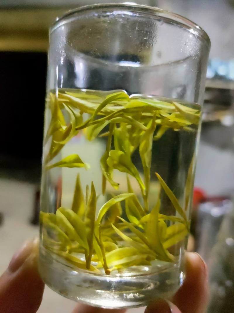 供应湖北偏远山区农村黄金芽茶叶