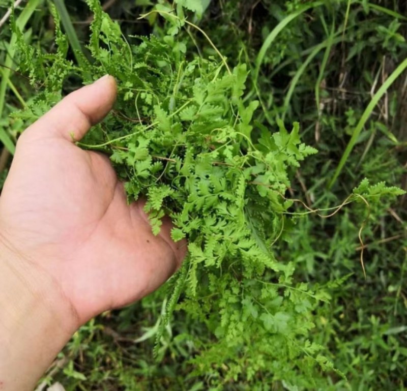 野生海金沙无薰硫磺质量保证诚信经营干净无杂质