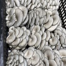 白平菇也称为小白菇属于菌界担子菌门层菌纲目侧耳科
