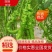 精品陇椒辣椒鲜辣椒产地直发全国发货品质优价格实惠