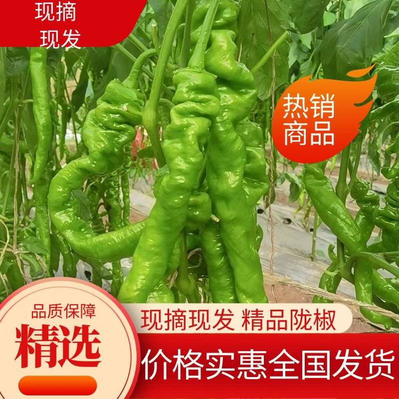 精品陇椒辣椒鲜辣椒产地直发全国发货品质优价格实惠