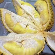 泰国甲仑榴莲，每天现货发货中，东部榴莲季开始啦，