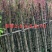 天竺桂（阴香）3分-15分各种规格齐全，支持视频看货