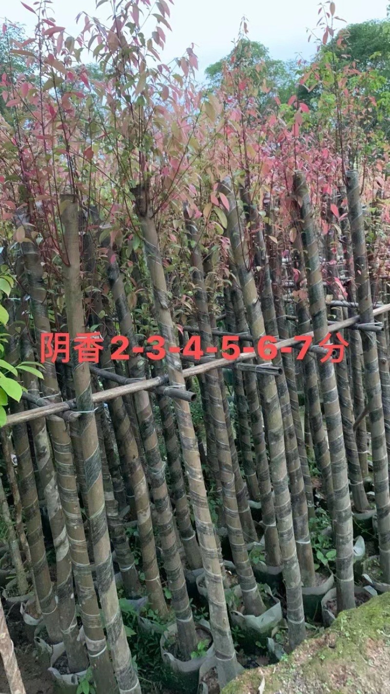 天竺桂（阴香）3分-15分各种规格齐全，支持视频看货