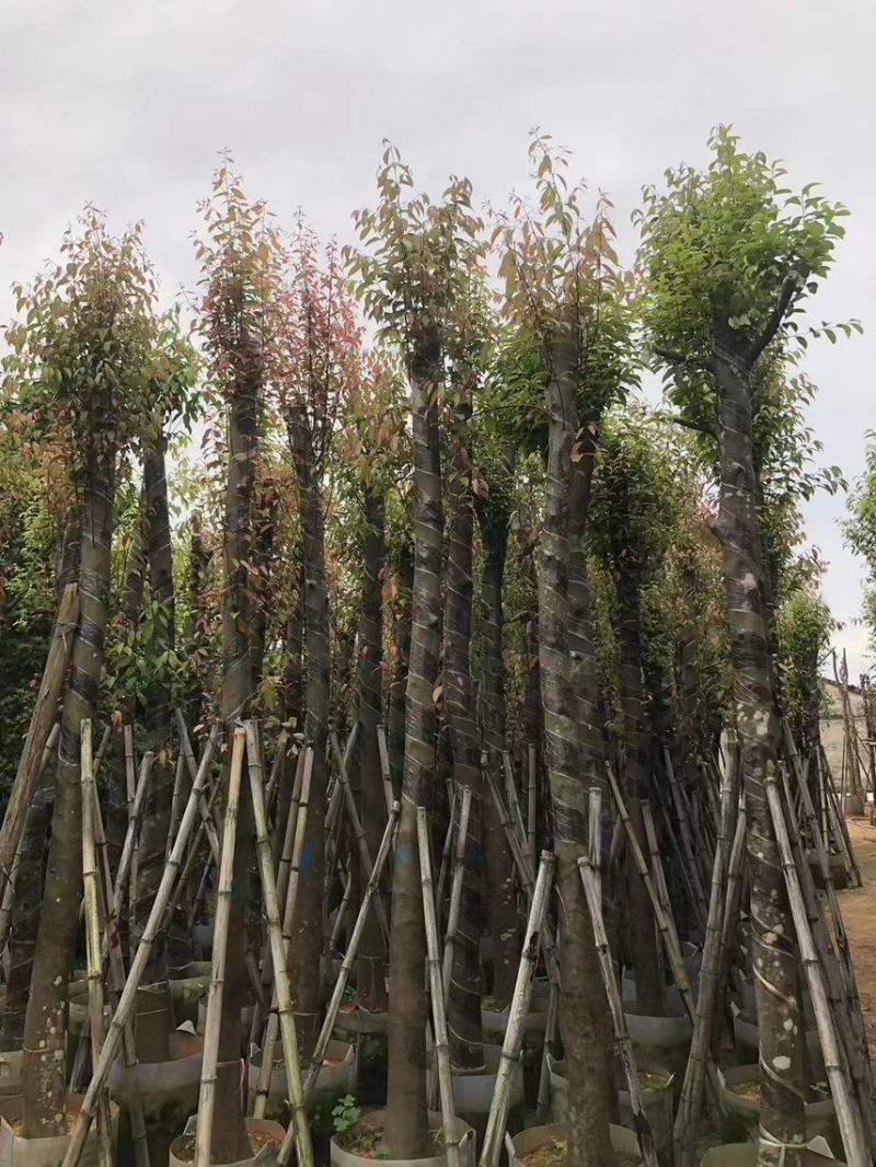 天竺桂（阴香）3分-15分各种规格齐全，支持视频看货