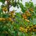 荷兰香蜜杏树苗基地现起现发东北耐寒新品种杏树苗辽宁果树