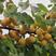 荷兰香蜜杏树苗基地现起现发东北耐寒新品种杏树苗辽宁果树