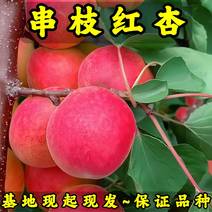 串枝红杏树苗基地现起现发东北耐寒新品种杏树苗辽宁果树苗
