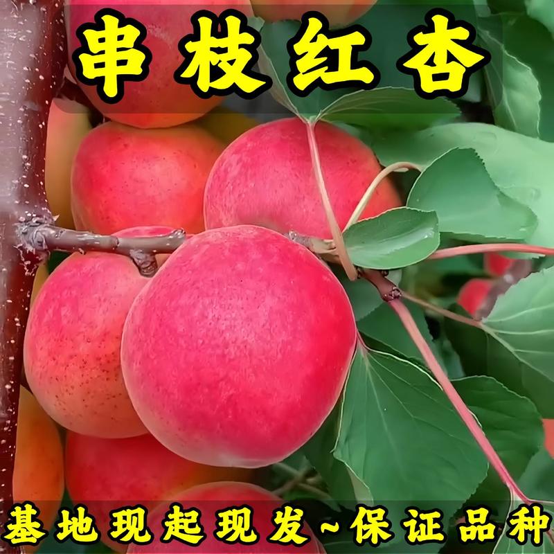 串枝红杏树苗基地现起现发东北耐寒新品种杏树苗辽宁果树苗