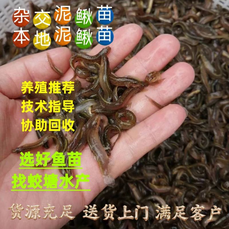 优质杂交泥鳅苗本地泥鳅苗适应能力强色泽受市场欢迎