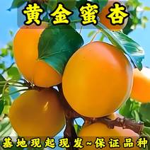 黄金蜜杏树苗基地现起现发东北耐寒新品种杏树苗辽宁果树苗