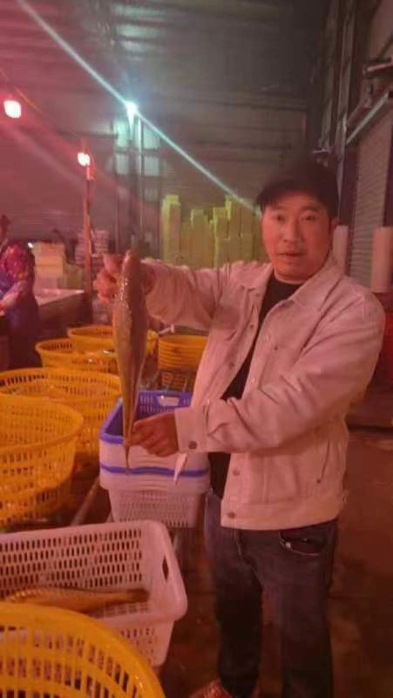 福建宁德三都澳养殖新鲜小黄鱼大黄鱼一手货源